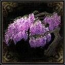 特效家园盆栽・紫藤